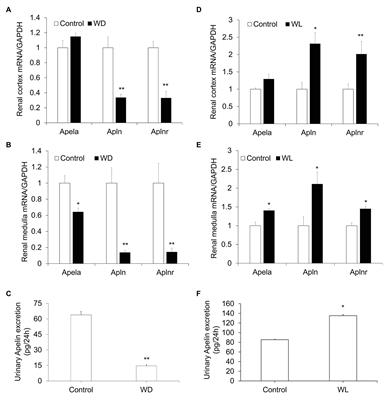 Diuretic Action of Apelin-13 Mediated by Inhibiting cAMP/PKA/sPRR Pathway